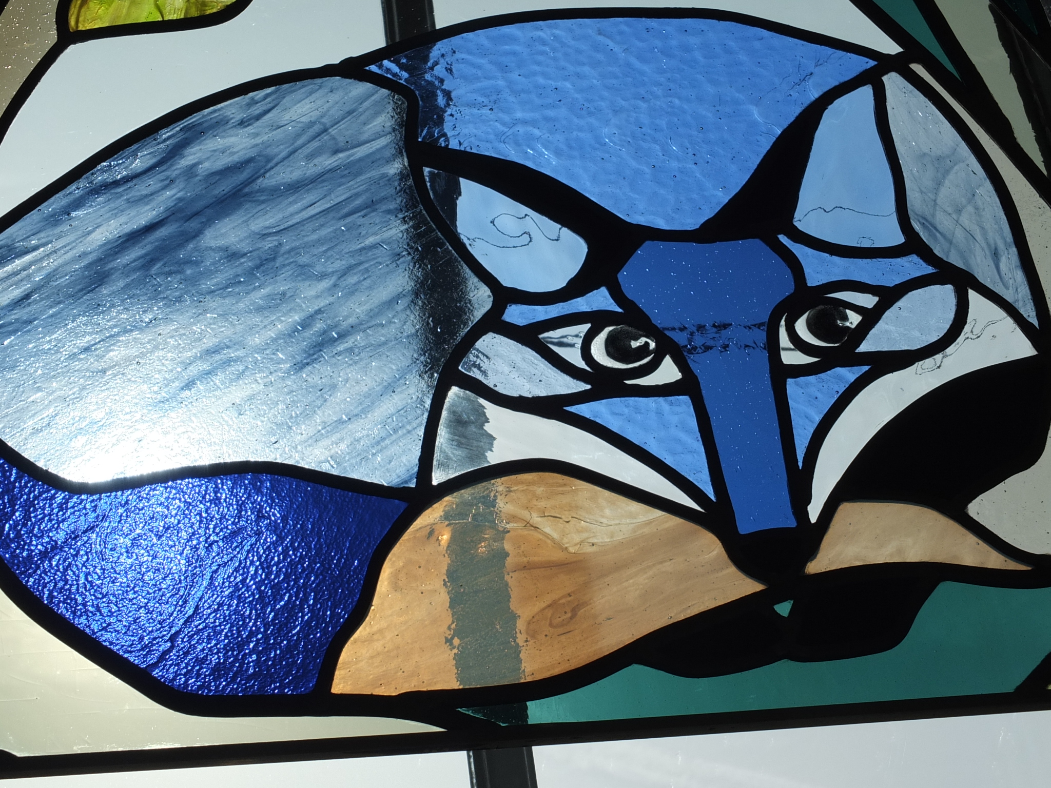 Renard bleu au soleil...